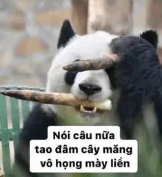 meme gấu trúc 31