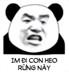 meme gấu trúc 33