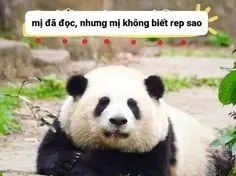 meme gấu trúc 34