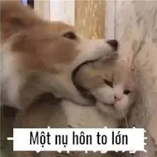 meme hôn 27