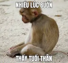 meme khỉ 27