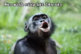 meme khỉ 33