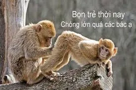 meme khỉ 36