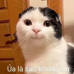 meme không 3