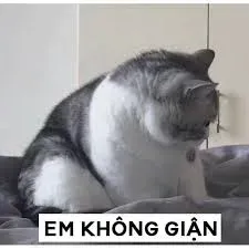 meme không 9