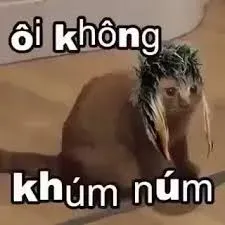 meme không 11