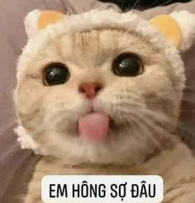 meme không 23