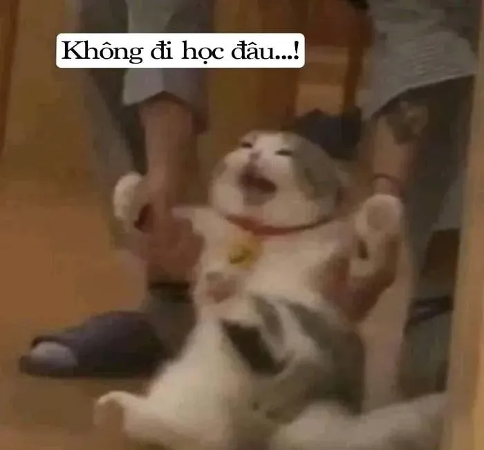 meme không 33