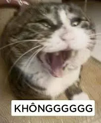 meme không 38