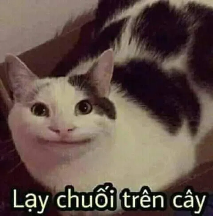 meme lạy 17