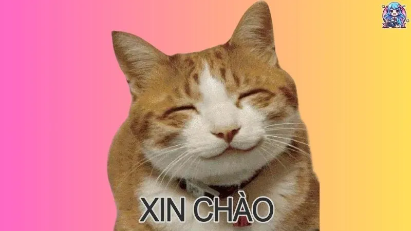 Tuyển tập ảnh meme mèo đáng yêu gây cười chất lượng cao