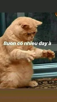 meme mèo buồn 10