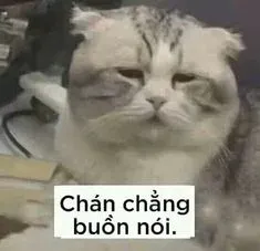 meme mèo buồn 19