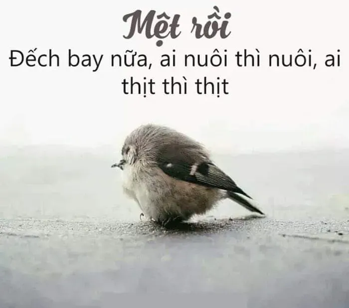 meme mệt mỏi 20