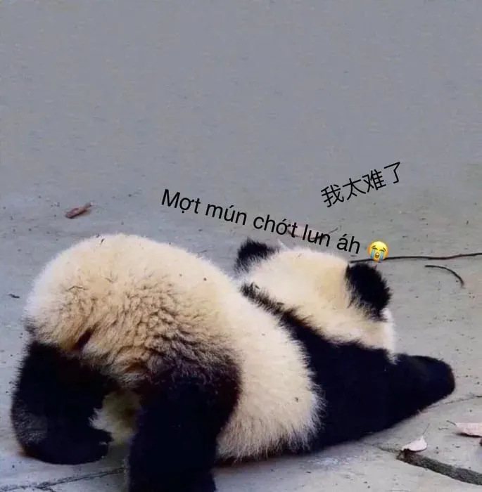 meme mệt mỏi 24