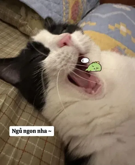 meme ngủ ngon 18