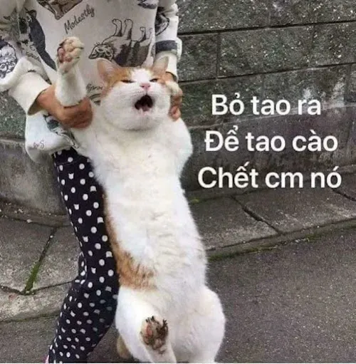 meme tức giận 9