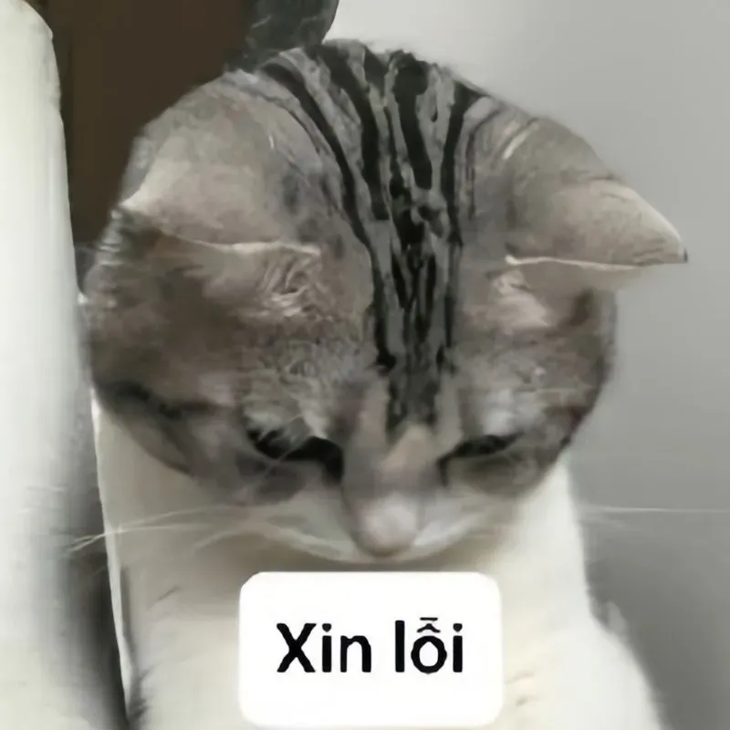 meme xin lỗi 21