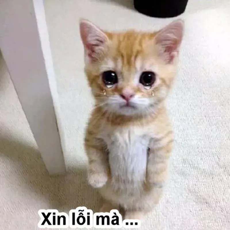 meme xin lỗi 23