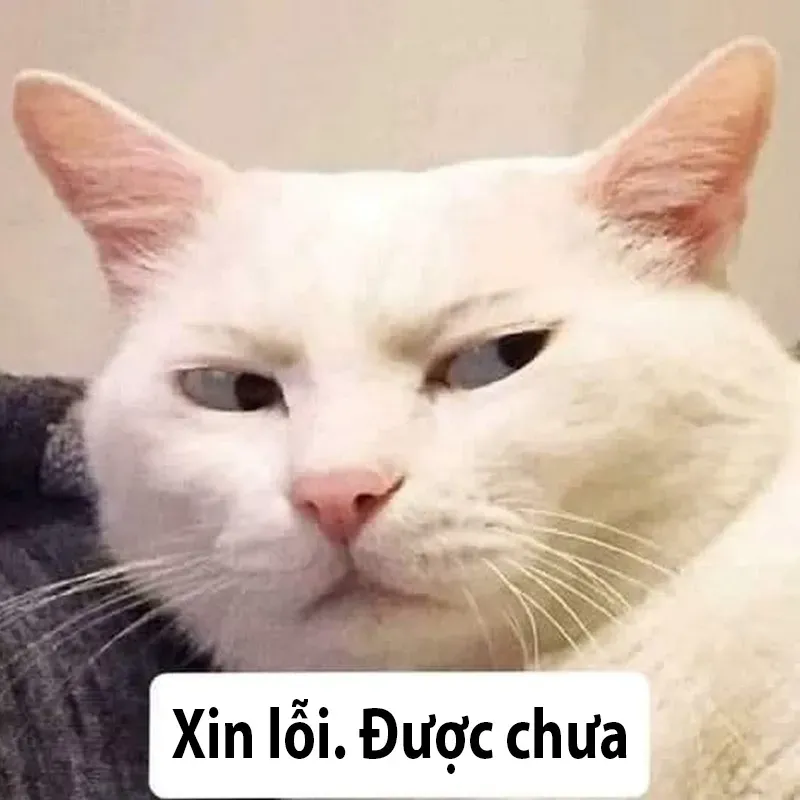 meme xin lỗi 39