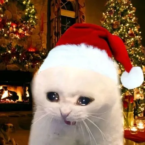 mèo noel meme 5