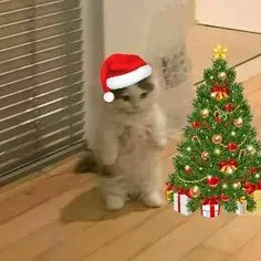 mèo noel meme 6