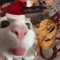 mèo noel meme 21