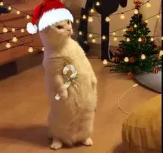 mèo noel meme 26