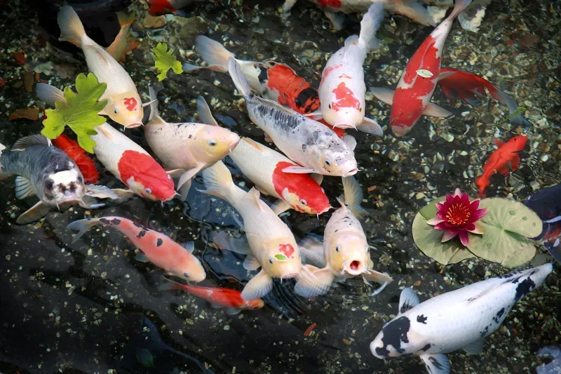 Hình nền cá koi trong hồ nước 1