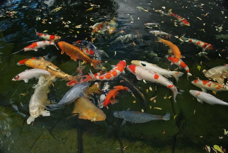 Hình nền cá koi trong hồ nước 5
