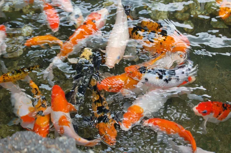 Hình nền cá koi trong hồ nước 9