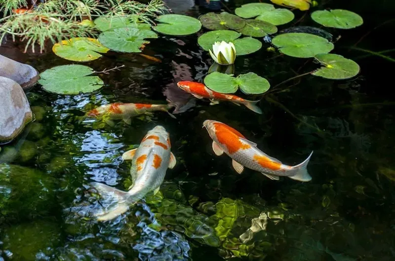 Hình nền cá koi trong hồ nước 10