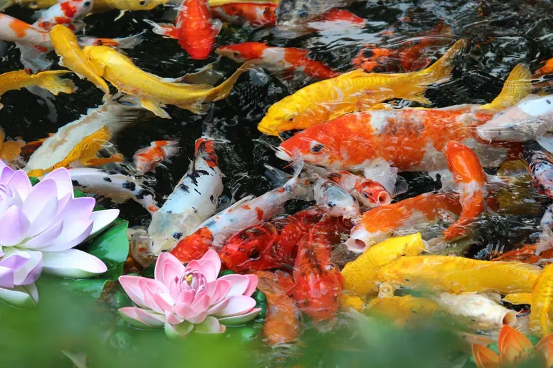 Hình nền cá koi trong hồ nước 14