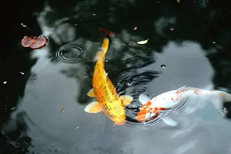 Hình nền cá koi trong hồ nước 15