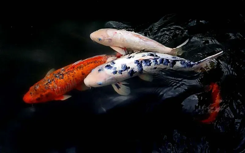 Hình nền cá koi trong hồ nước 19