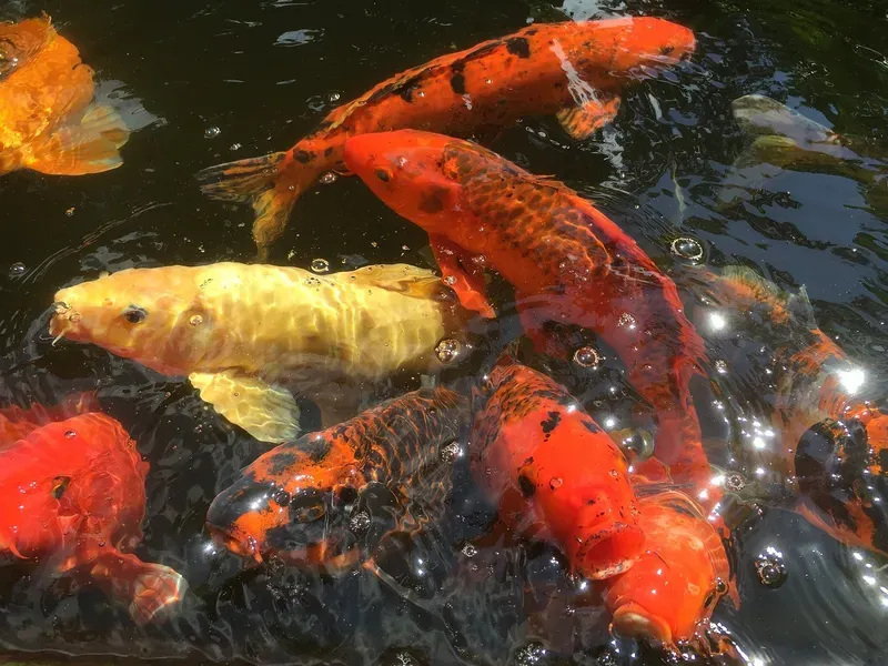 Hình nền cá koi trong hồ nước 23