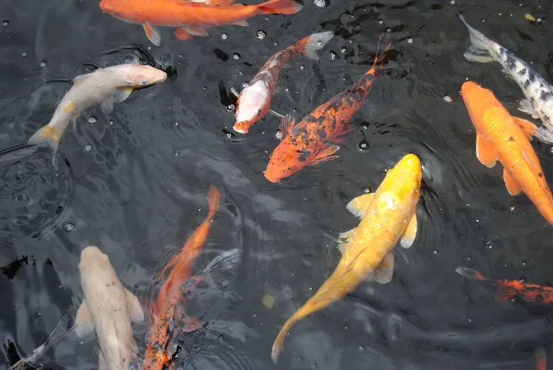 Hình nền cá koi trong hồ nước 24