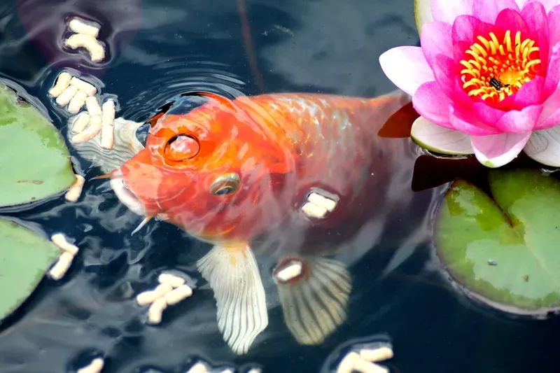 Hình nền cá koi trong hồ nước 27
