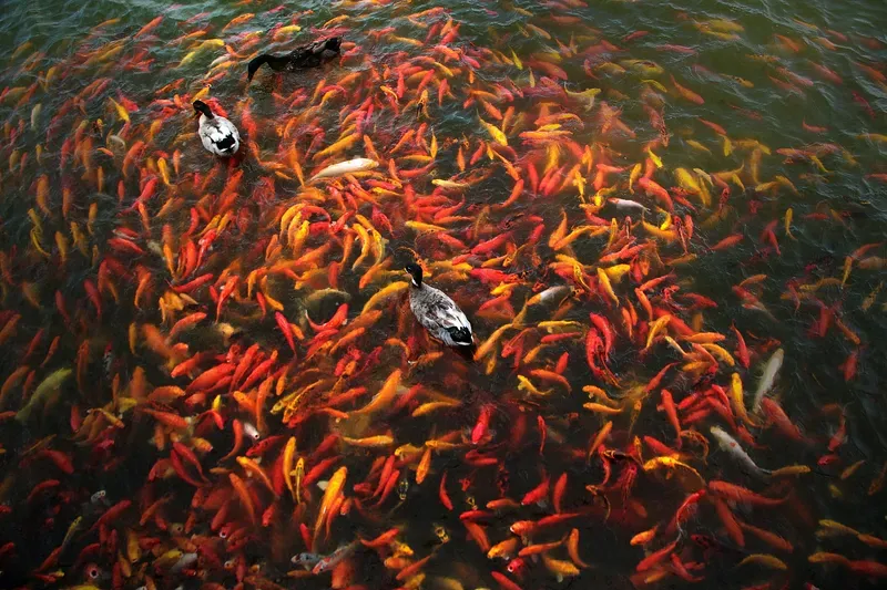 Hình nền cá koi trong hồ nước 31