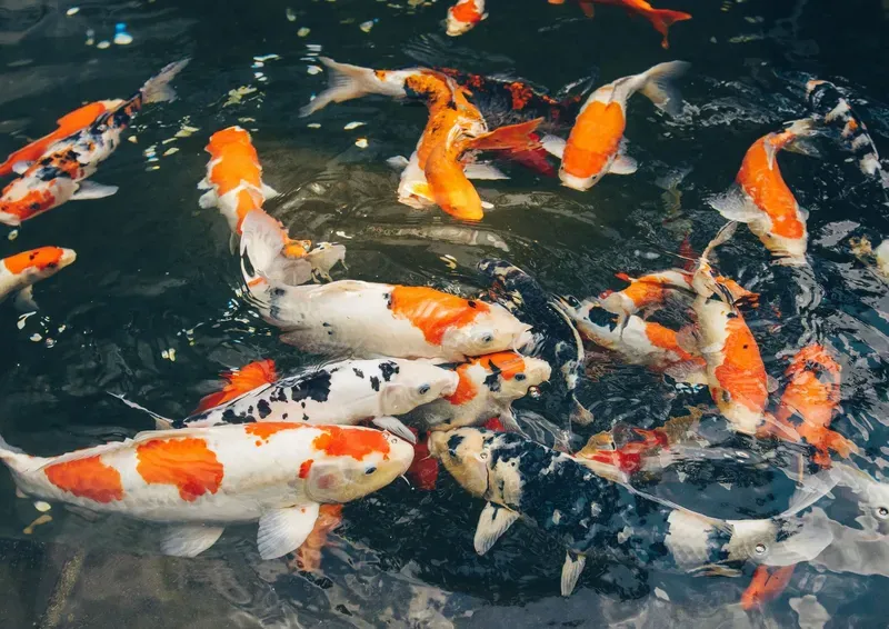 Hình nền cá koi trong hồ nước 32