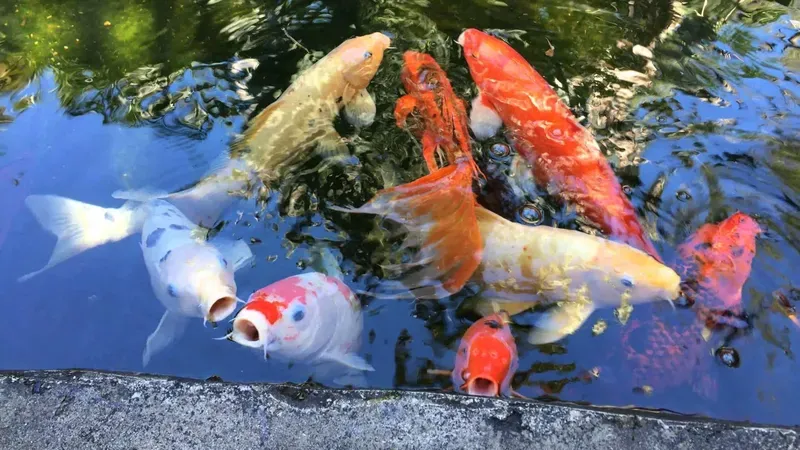 Hình nền cá koi trong hồ nước 42
