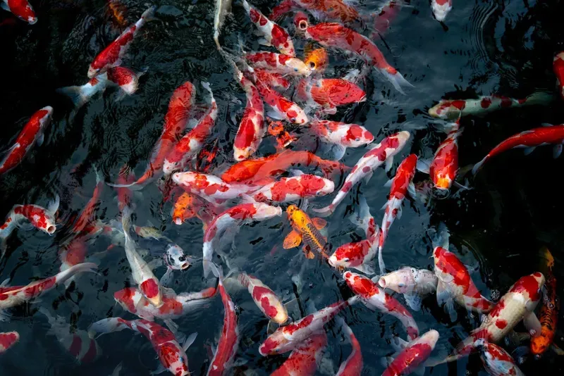 Hình nền cá koi trong hồ nước 44