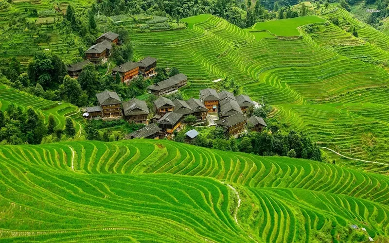 Hình nền cảnh đồng quê Việt Nam 5