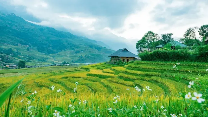 Hình nền cảnh đồng quê Việt Nam 22
