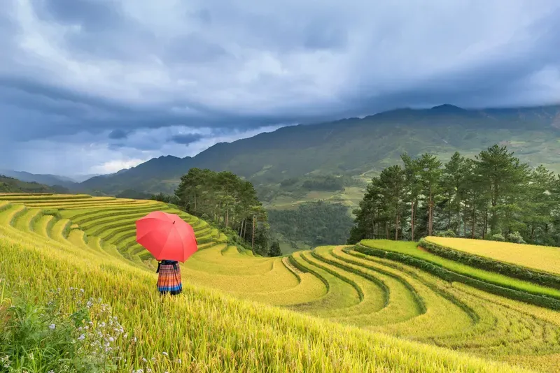 Hình nền cảnh đồng quê Việt Nam 32