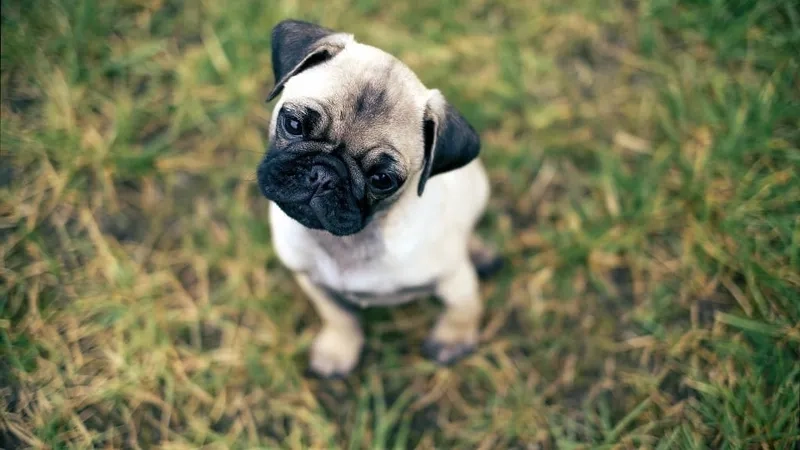 Tải ngay hình nền chó pug dễ thương để làm mới màn hình của bạn