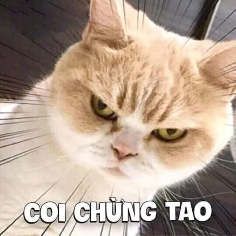 Hình ảnh meme bựa là những lựa chọn cực kỳ hài hước và thú vị