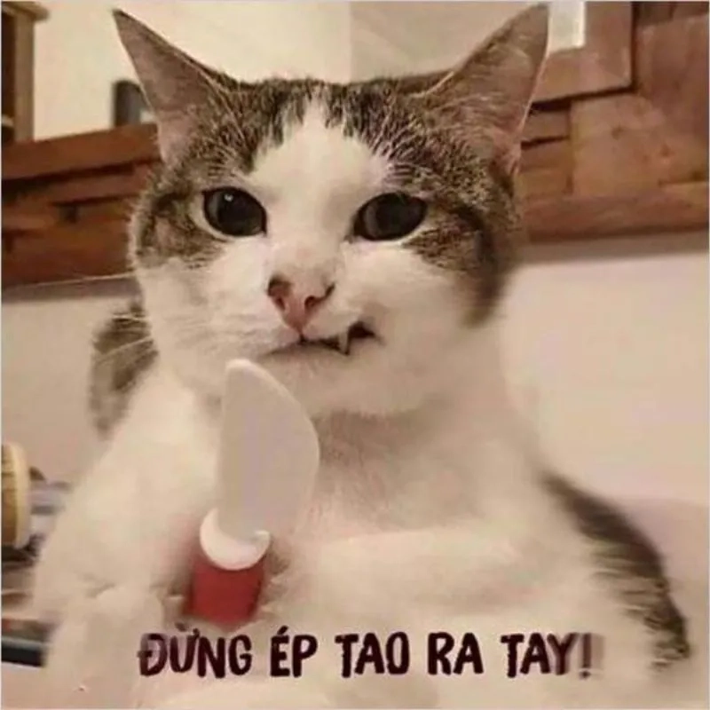 Meme bựa nhất khiến bạn không thể ngừng cười và chia sẻ