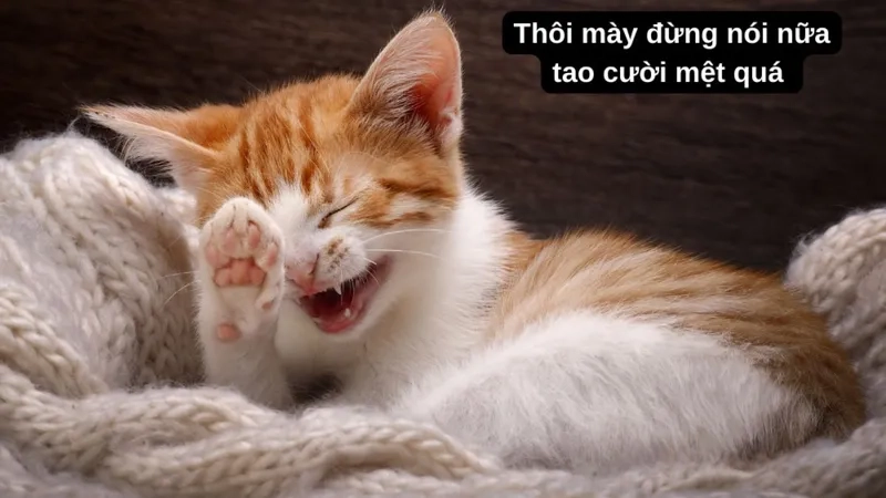 Troll ảnh meme cute cực kỳ hài hước, thích hợp cho mọi lứa tuổi