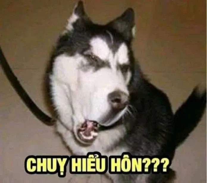 Những meme chó hài dễ thương luôn làm bạn vui vẻ